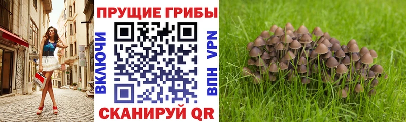 купить закладку  shop формула  Галлюциногенные грибы Psilocybine cubensis  Пучеж  hydra сайт 